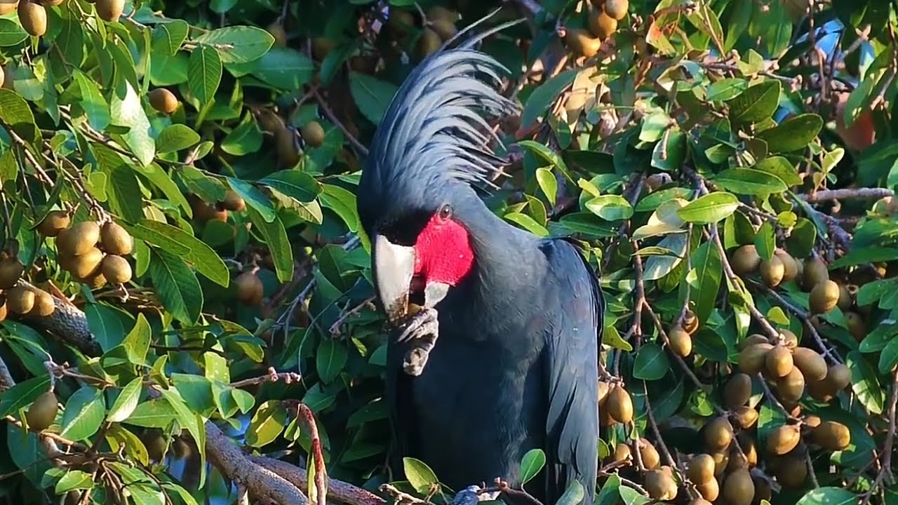 Burung langka kakatua raja di alam liar