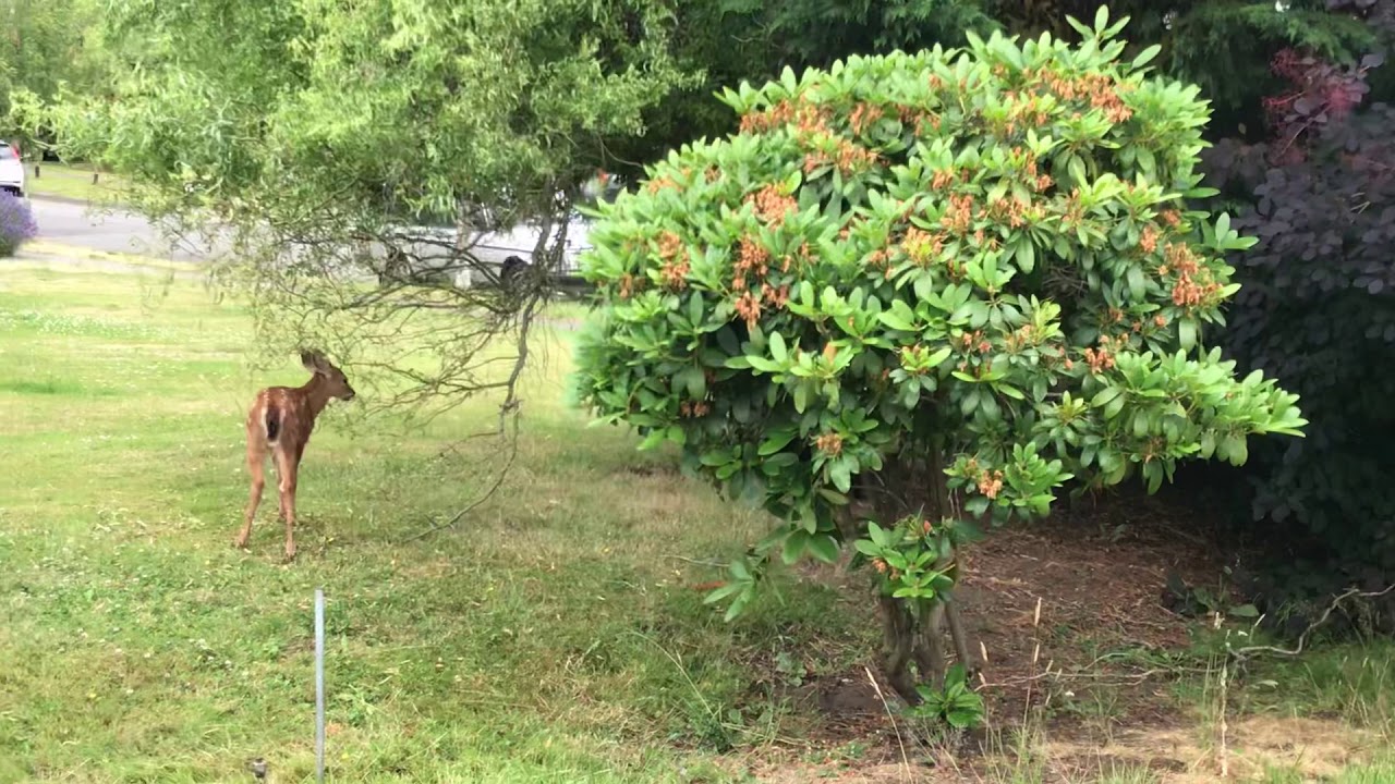Vicious micro-panther attacks baby deer