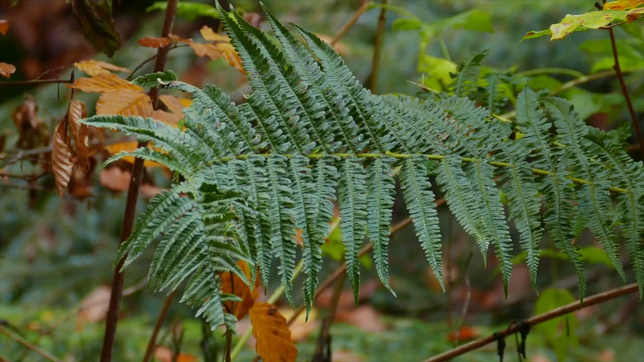 Nerecznica mocna   (Dryopteris affinis}
