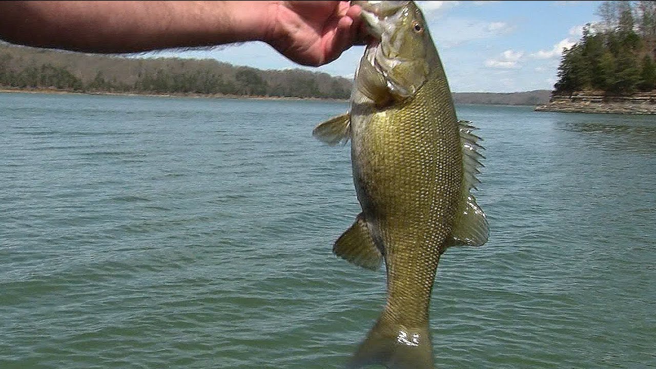 Fishing With Swimbaits on Lake Cumberland