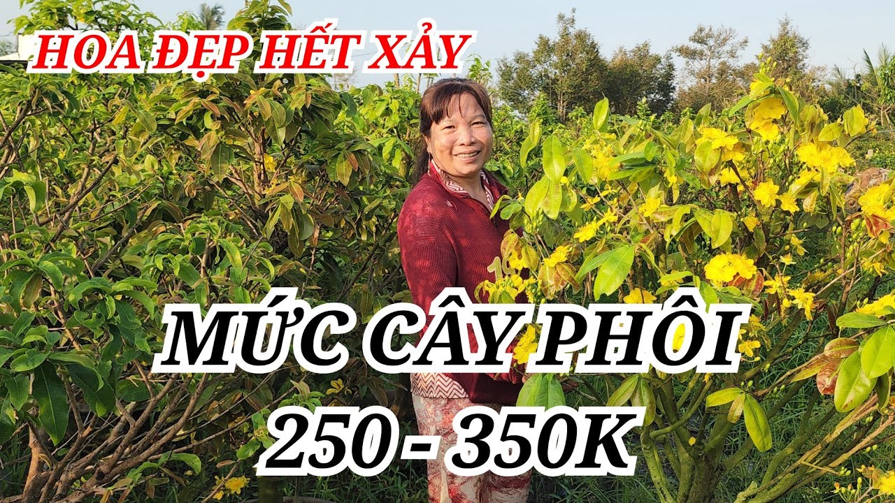 📞 XUYÊN 0347535763 MAI TÀNG HOA ĐẸP XỔ MỨC CÂY PHÔI GỞ VỐN BAO SHIP 10/03/2026 | BẾN TRE ƠI