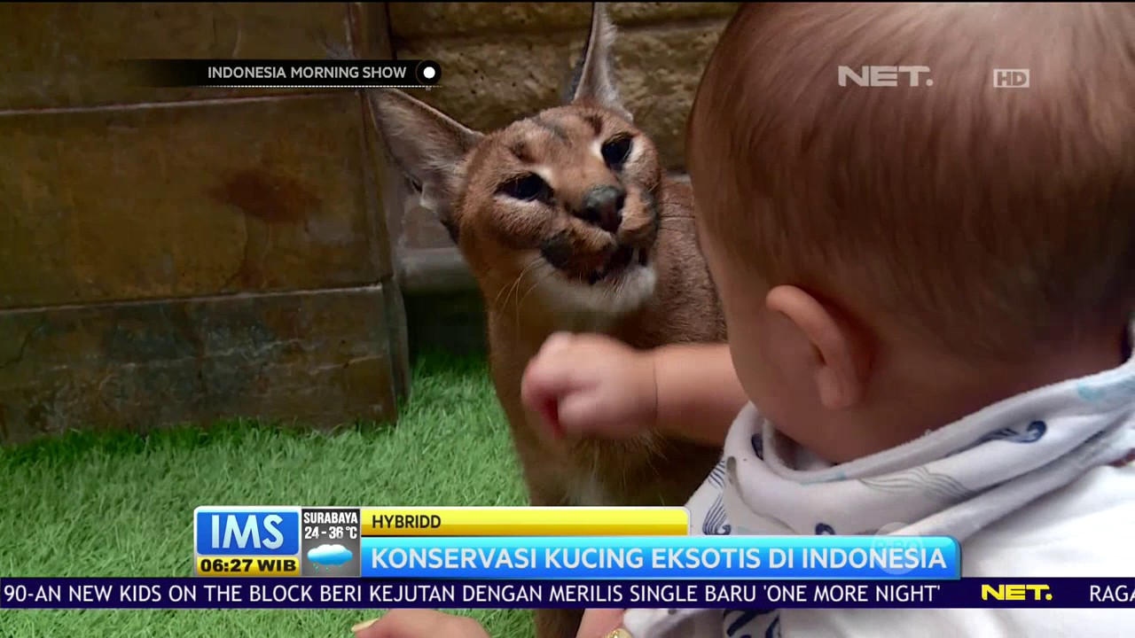 Talkshow  - Tips Pelihara Kucing Afrika