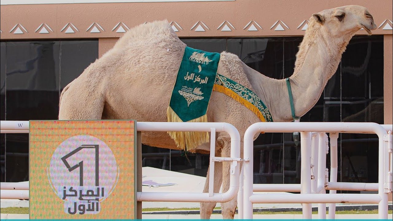 ‏🐪 🥇| الموت الحمر للمالك: بندر فهاد جخدب السعدي الحاصل على المركز الأول في فئة فردي الجل لون-الشقح🇸🇦