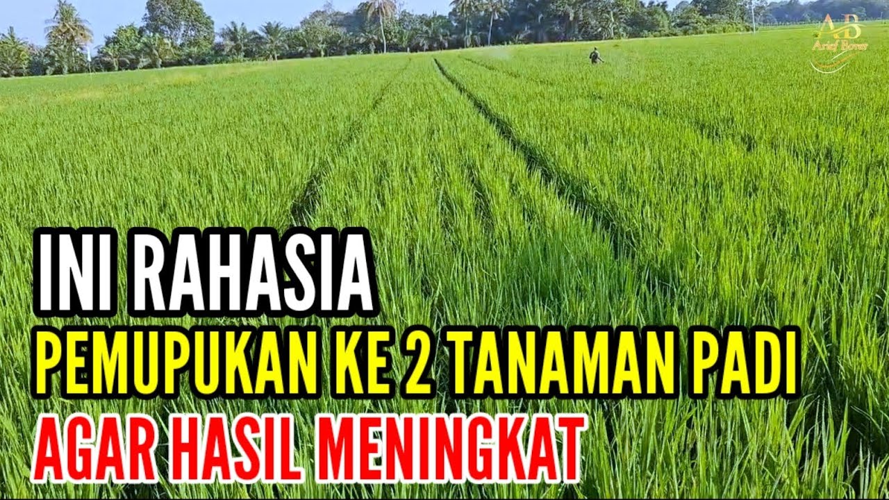 TIPS PEMUPUKAN KE 2 PADA TANAMAN PADI