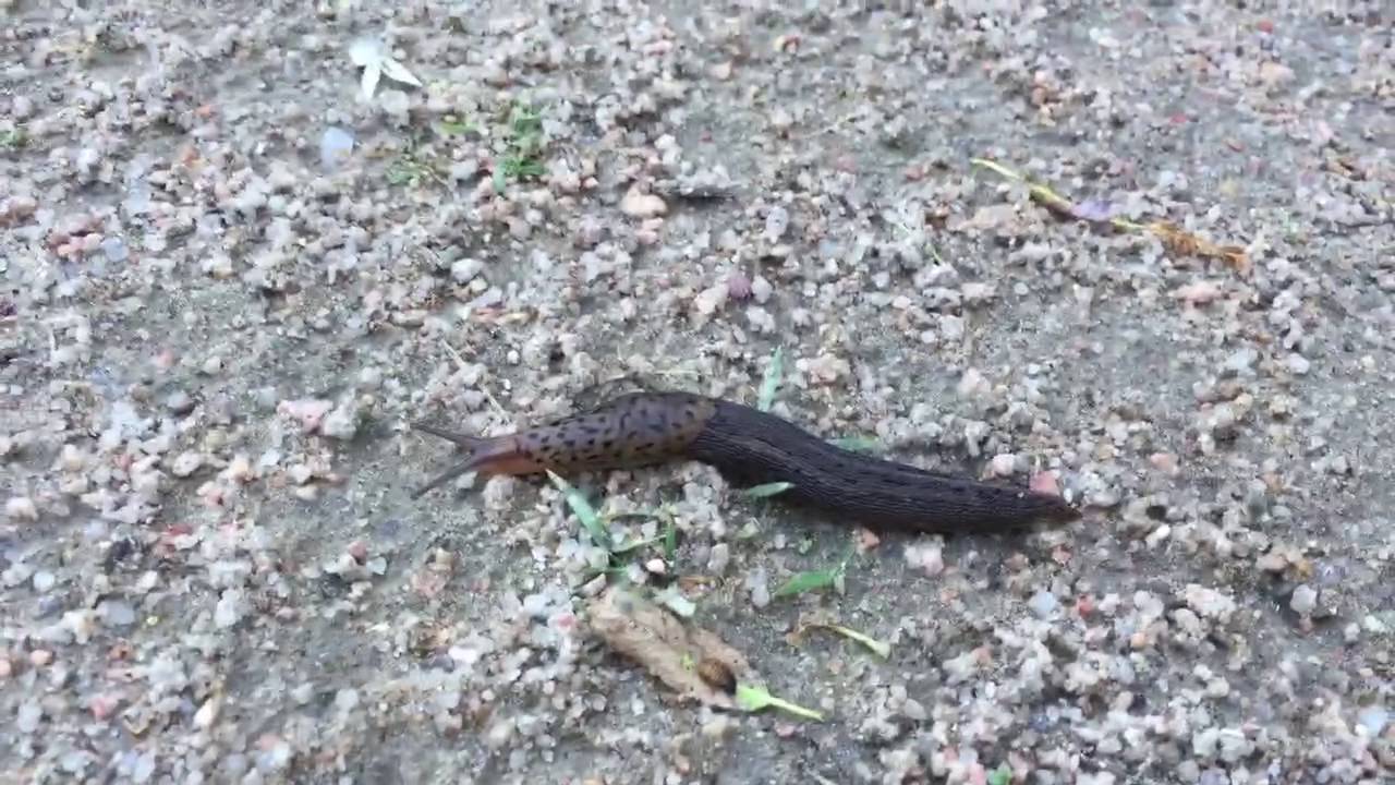 Snail Migration?