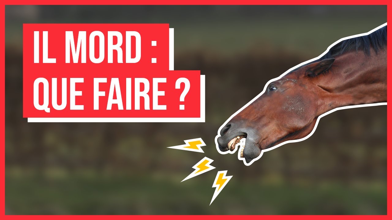 MON CHEVAL MORD : comment réagir ?