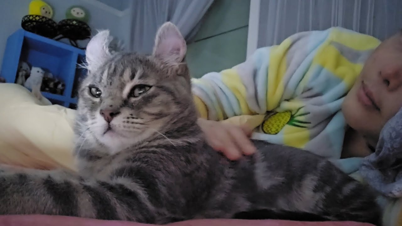 새벽 4시 ...안자고 버티는 고양이 재우는 영상 Zzz...