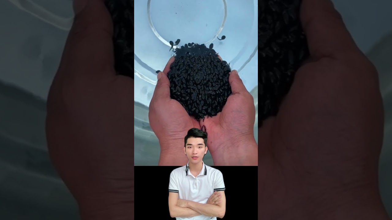 Sự ph&aacute;t triển của n&ograve;ng nọc