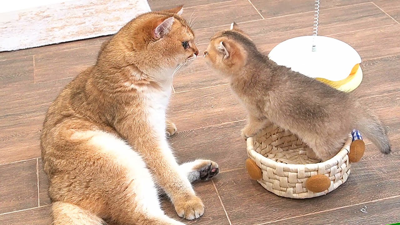 Kitten Choco approached Dad Cat slowly, wanting to play with him. So cute!