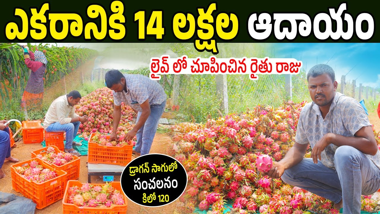 Raju Dragon Fruit Farm Success Story | Trellis System Dragon Fruit Farming | Dragon Fruit Marketing