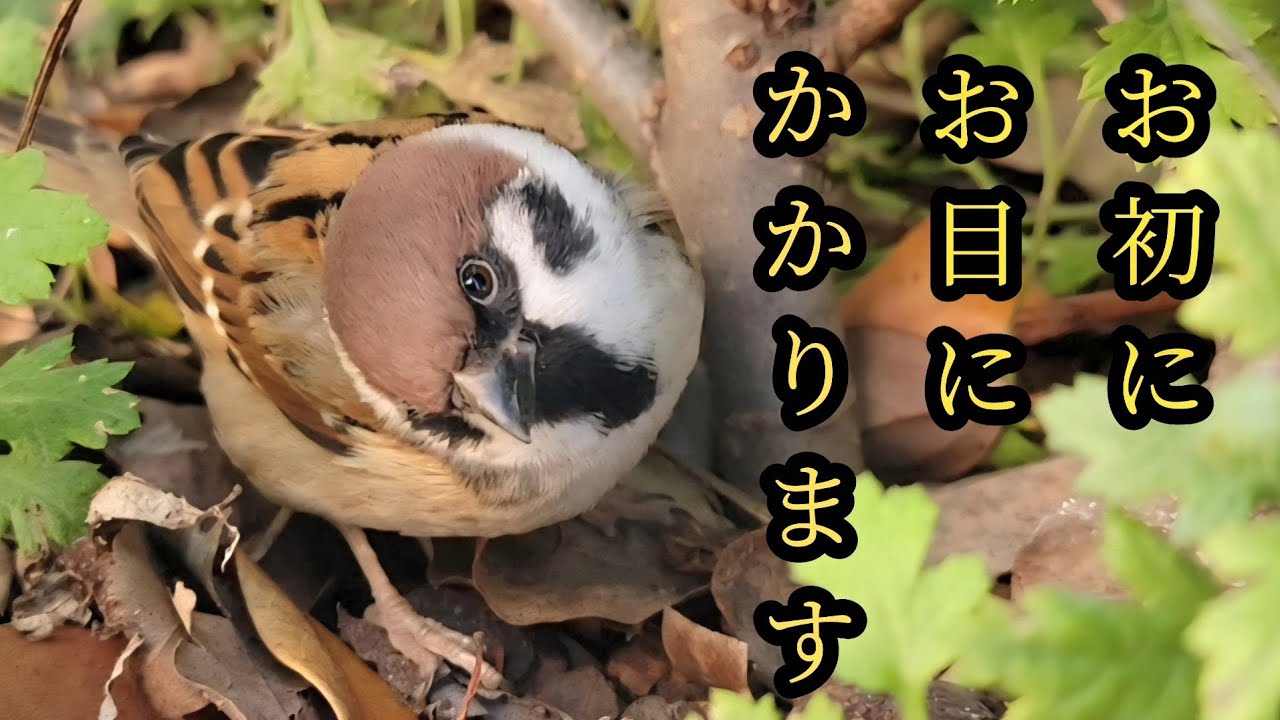 すずめのお宿がありました　【すずめ日記】