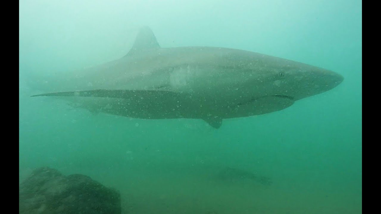 Diving with the Sharks. Hedera 2018