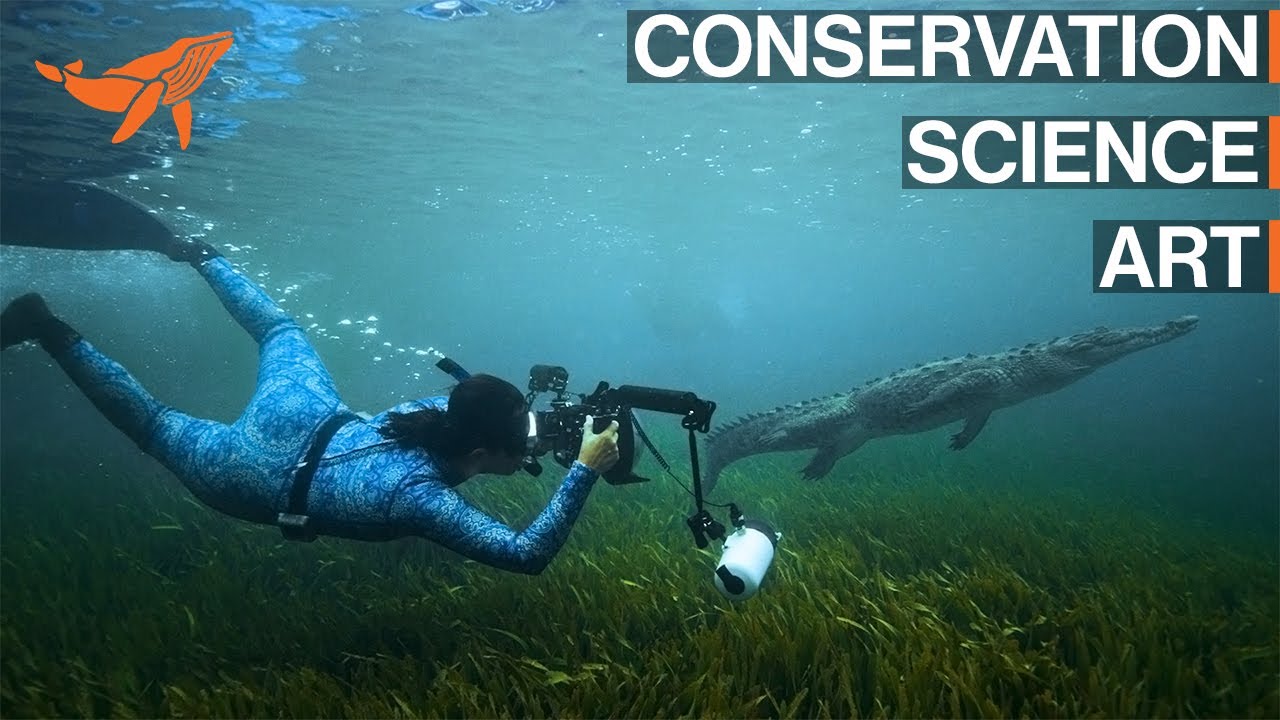 SeaLegacy: Storytelling at the intersection of art, science, and conservation