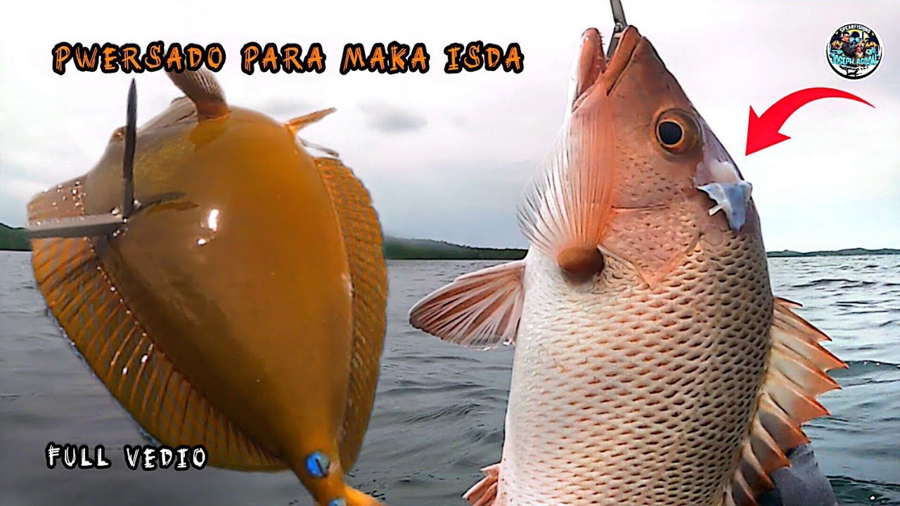 Snapper||kuridas||solo hunt #spearfishing #phillipines