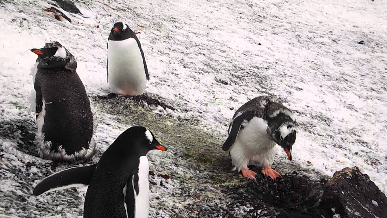Penguin nest thieves