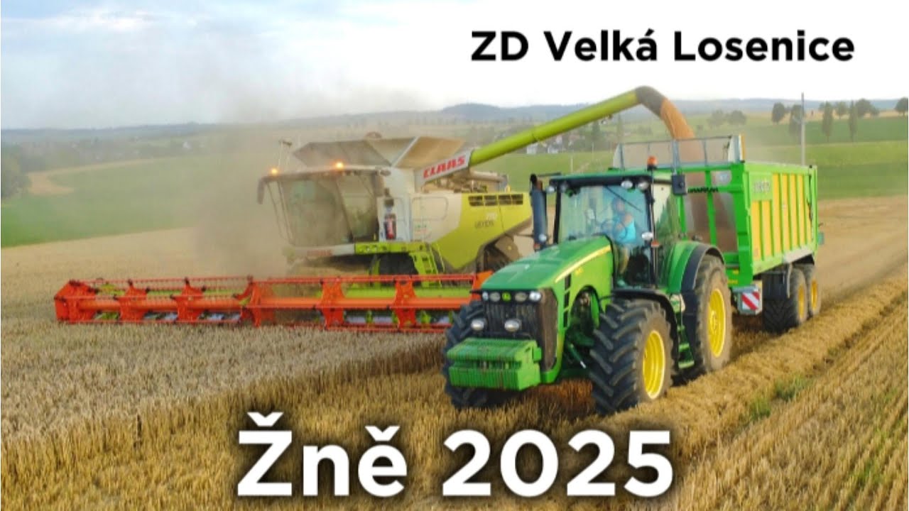 Žně 2025 v ZD Velká Losenice🌾🚜 | Kombajny Claas lexion v akci