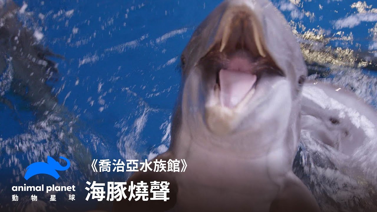 海豚也會燒聲🐬？虧看海豚訓練師日常｜喬治亞水族館｜動物星球頻道