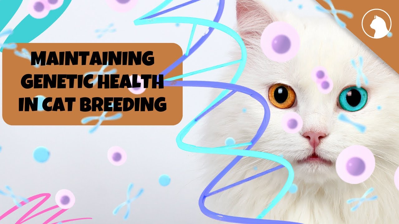 Nurturing Genetic Health in Cat Breeding Best Practices for Responsible Breeders
