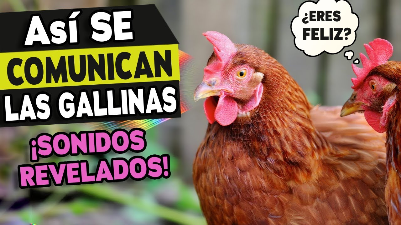 ¡Así HABLAN las gallinas! 12 sonidos secretos que revelan sus pensamientos (+significado)  🐔🔊