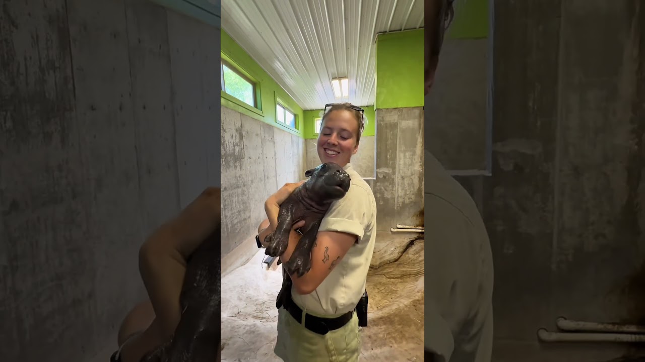 Meet our newest Pygmy Hippo 🦛 #hippo #babyhippo
