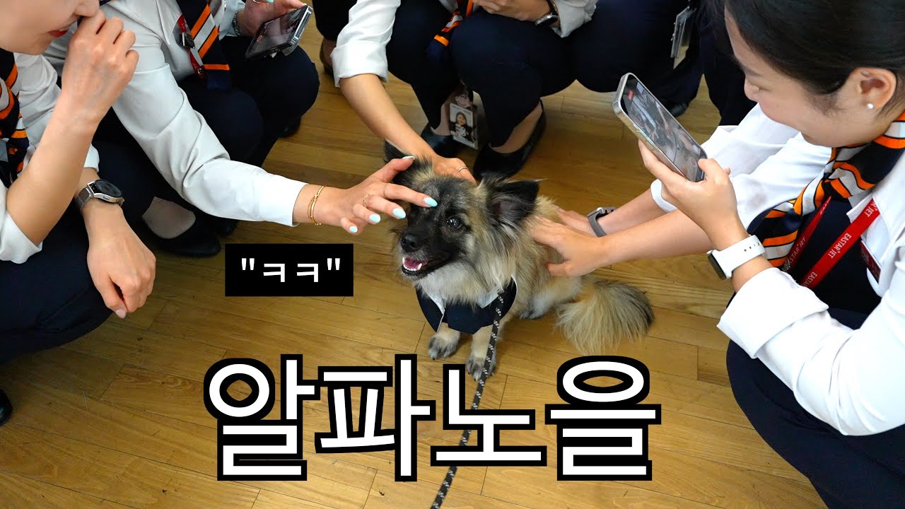 승무원이 된 노을이