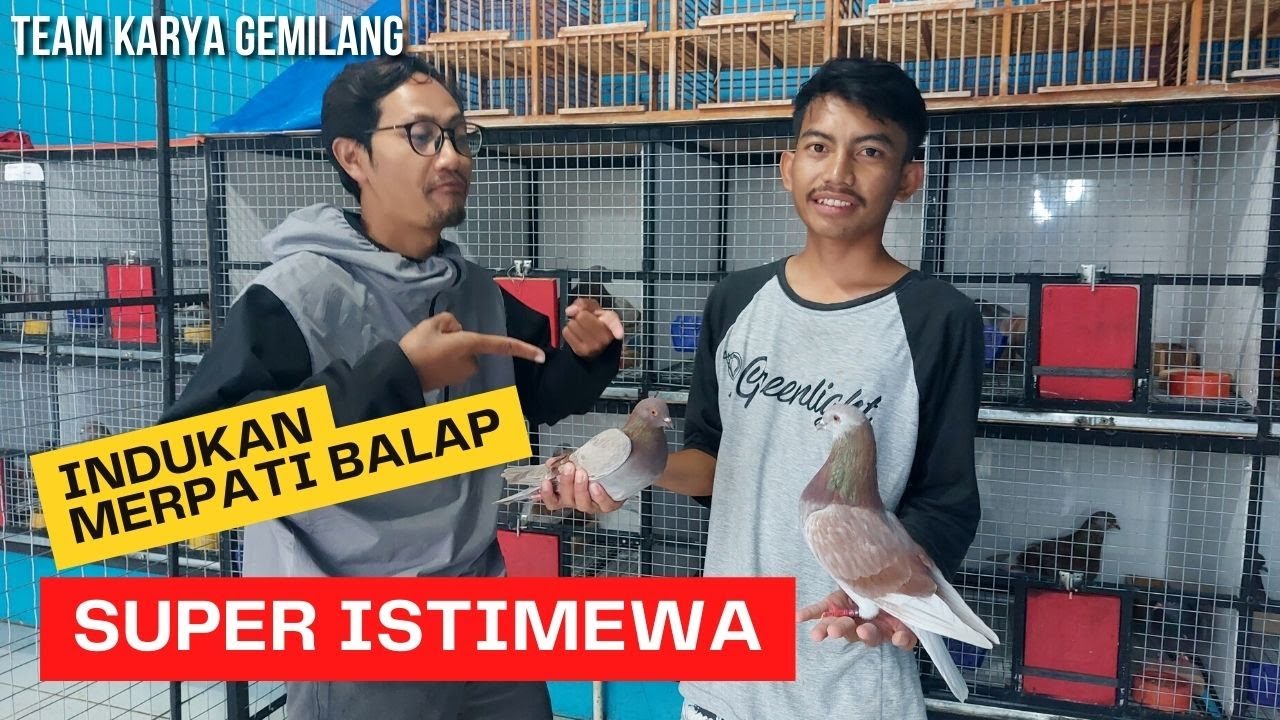 Indukan Super Mewah Biangnya Juara, Merpati Balap Sprint Team Karya Gemilang Garut
