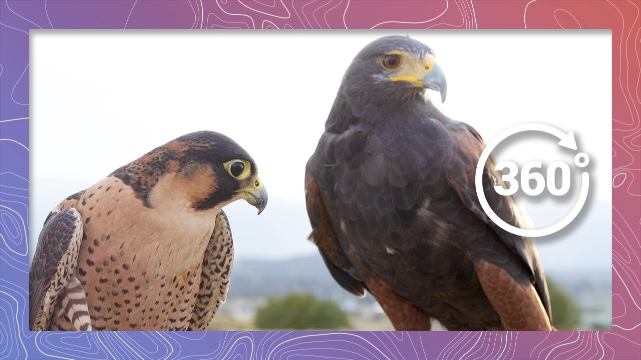 Barbary Falcon and Harris's Hawk Education with Nature's Educators | Wildlife in 360 VR