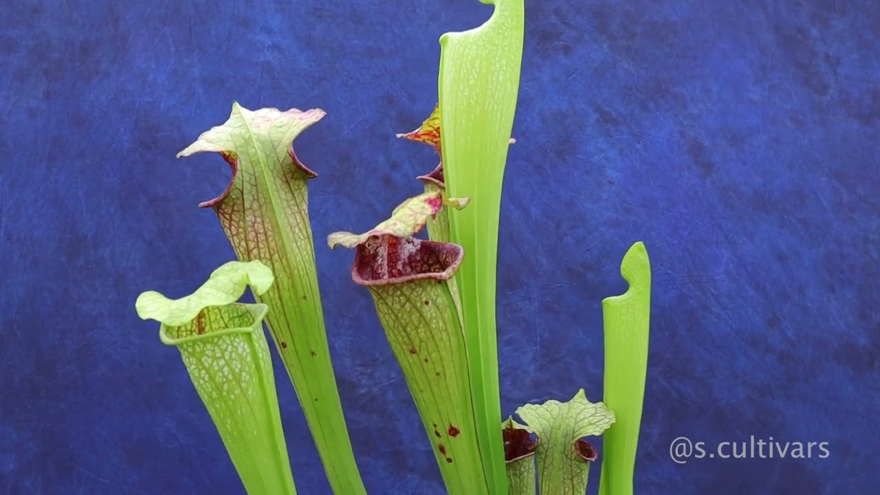 Sarracenia Leucophylla x Oreophila