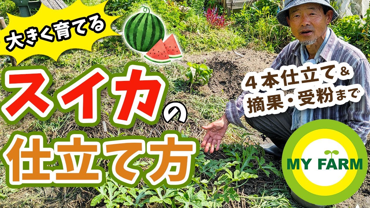 【スイカ栽培】つる管理のやり方から摘花・人工授粉まで実演解説します│有機栽培で野菜づくり