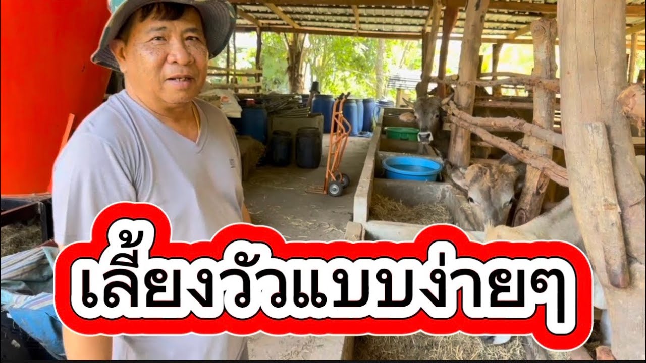 ลุงวิมลส่งมันหมักพาชมแนวทางการเลี้ยงวัว บ.โนนหอม