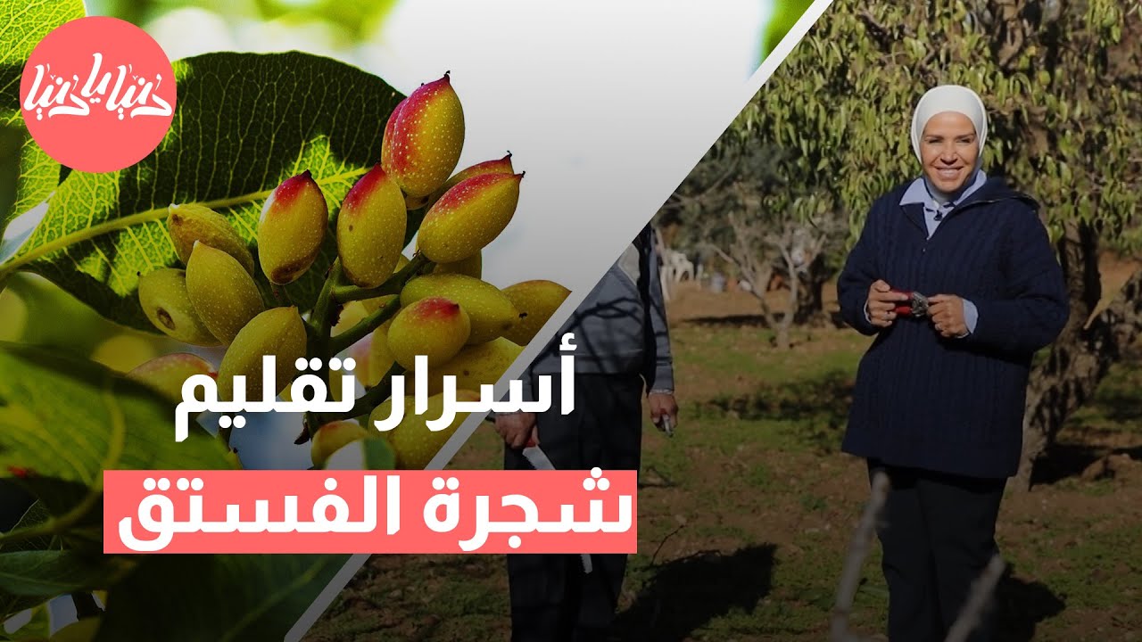 طريقة تقليم شجرة الفستق الحلبي