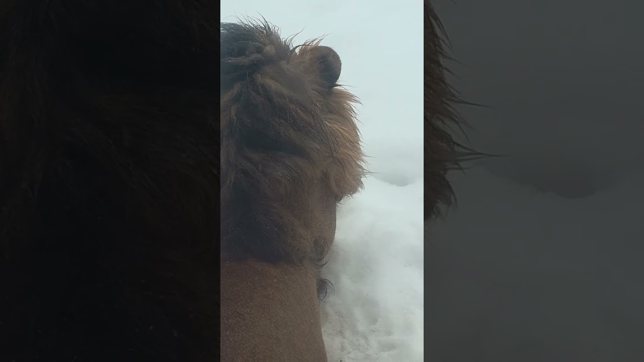 13.02.26г. Лев ШЕРхан !!!  Солнечная ГРИВА, любимые глазки!