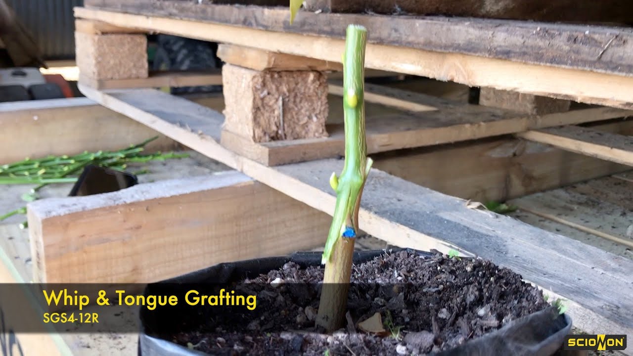 Citrus container grafting with Scionon grafting tool (SGS4-12R)