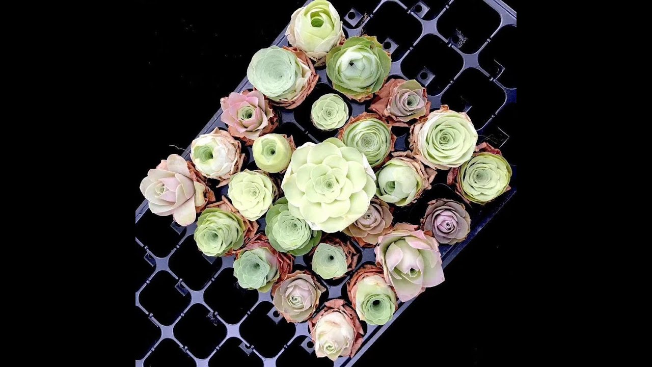 JustKis #18 Greenovia / Mountain Rose- Soil Mix & Watering (22 May 2020)