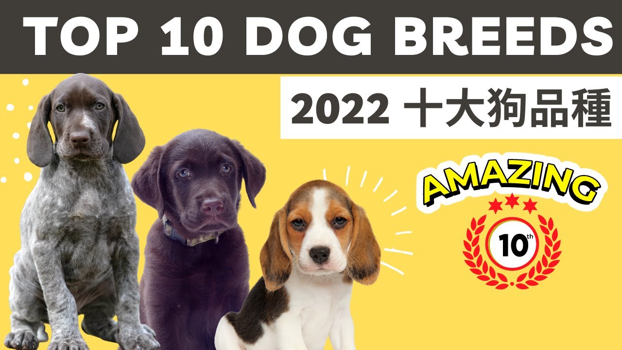 Top 10 DOG Breed in 2022🐶｜十大狗品種 ✅中英字幕 ✅CC