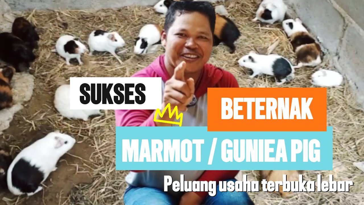 Kiat sukses beternak marmut ala rumahan | peluang usaha ternak marmut yang sangat menjanjikan