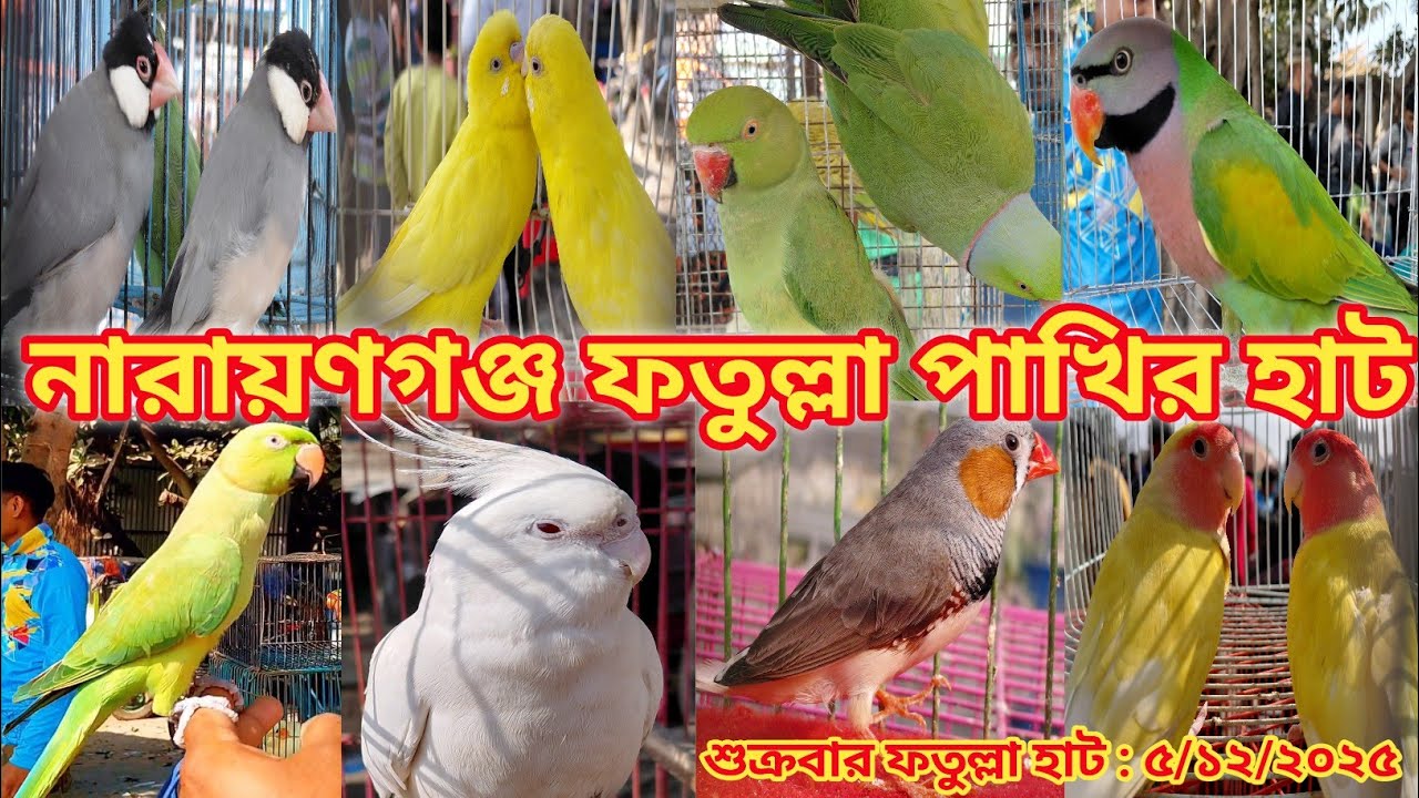 নারায়ণগঞ্জ ফতুল্লা পাখির হাট || fatullah narayanganj Pakhir hat || bird price in Bangladesh 2025