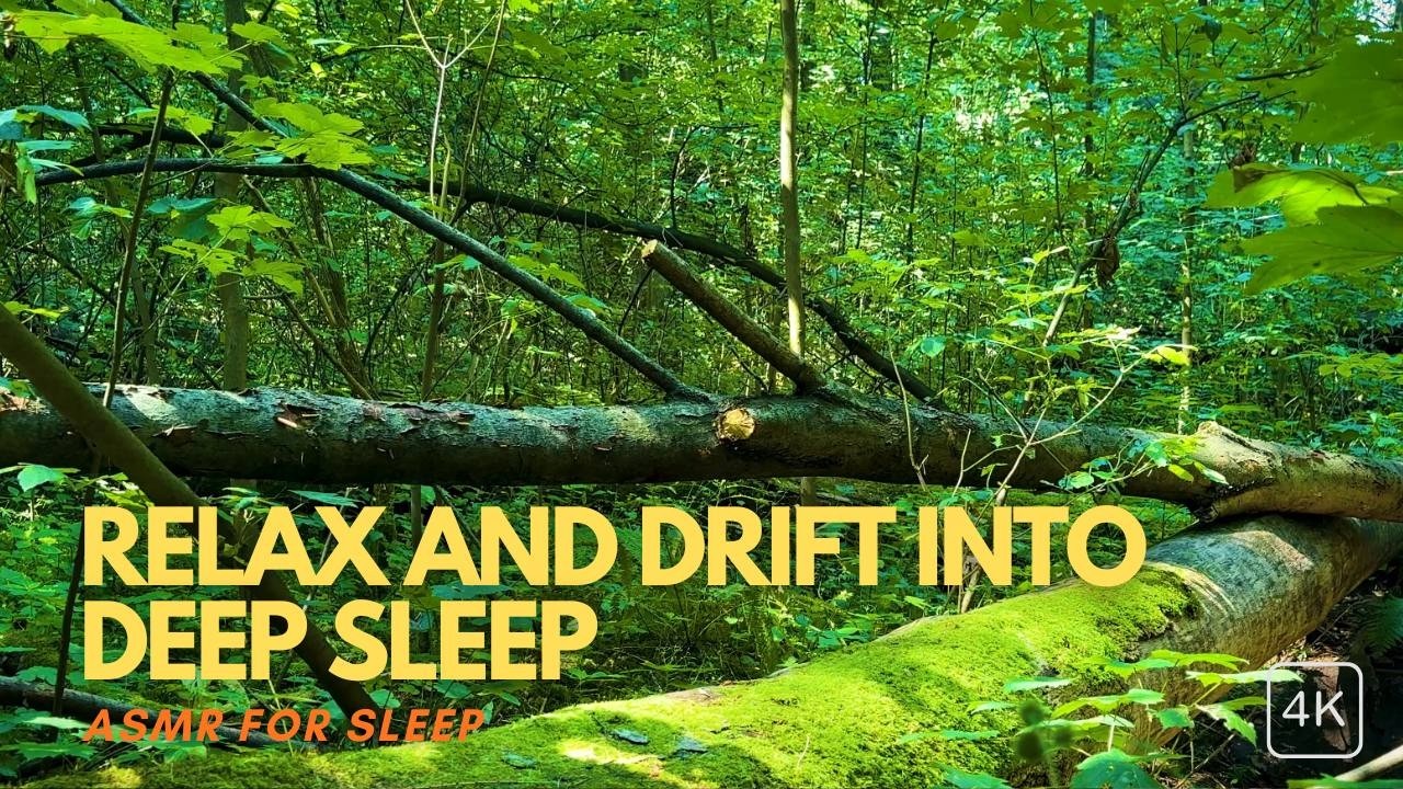 ASMR Summer Forest Sounds: Bright Birdsong to Relax and Drift into Deep Sleep 🌳✨