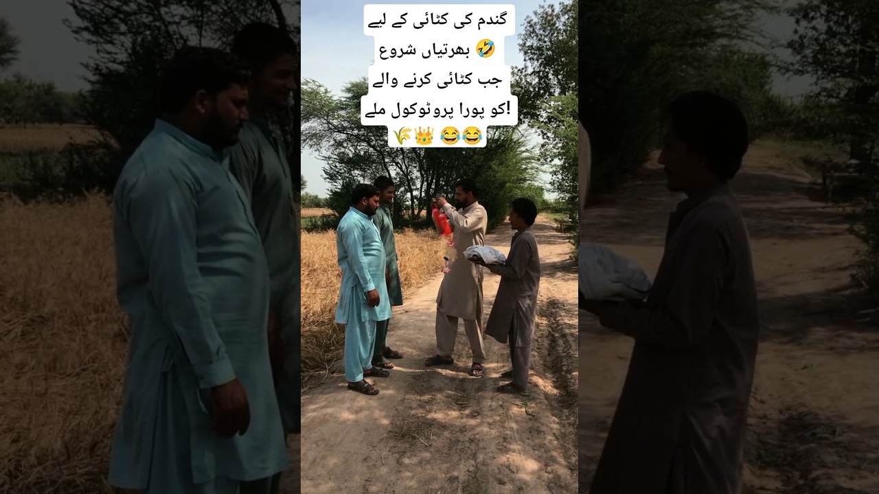 Royal protocol of wheat harvesting 🌾| Desi Village Comedy#shorts#trending#explore#youtubeshorts