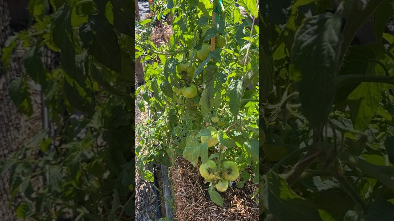 The Ultimate Fall Tomato Challenge 🍅