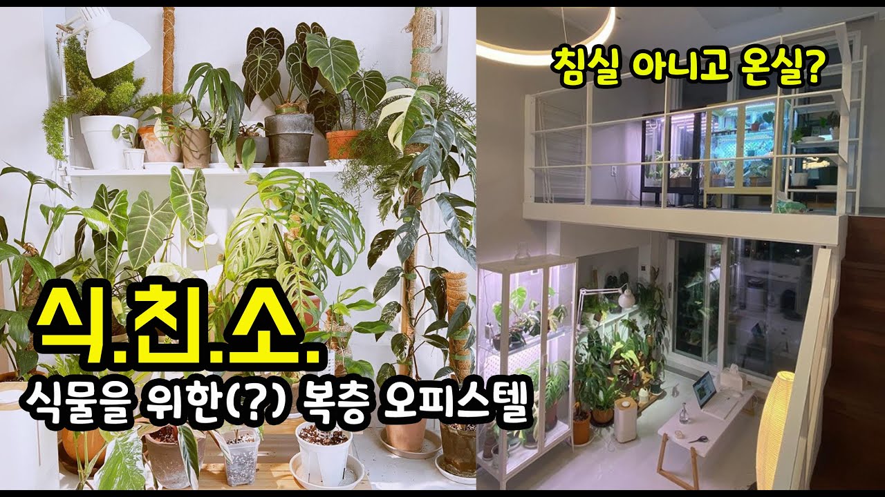 [식친소] 식물을 위한? 복층 오피스텔을 소개합니다(온실, 몬스테라, 에피바리, 안스리움, 알로카시아 등)