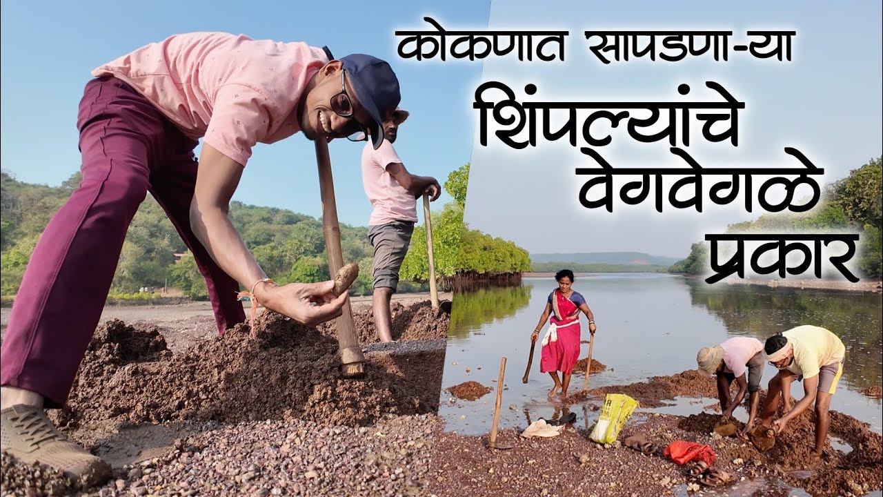 बाबलो नी पुनग्या खनान खनान दमले तरीपण शेळवा काढूक धावले😂😂 | कालवा, म्हारय, शेळवा शिंपल्या #कोकण