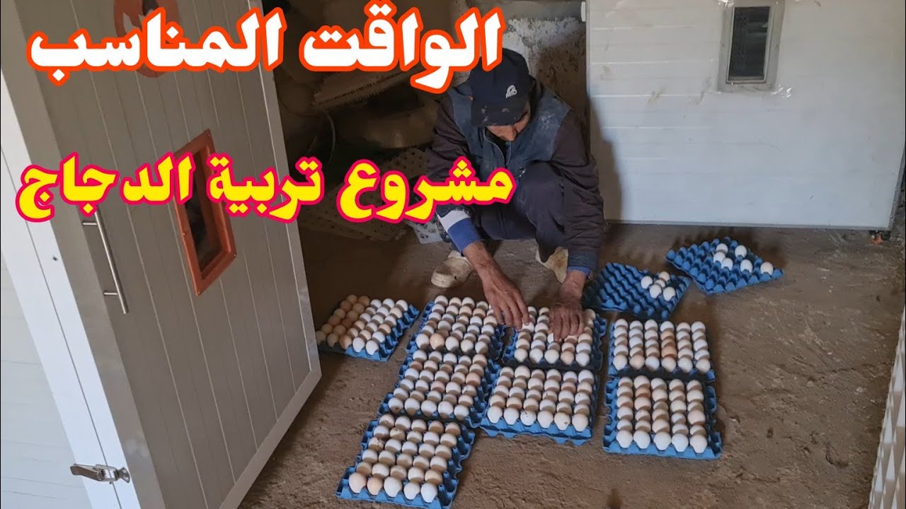 تربية الدجاج  الواقت المناسب انطلاقة مشروع  في تربية الدجاج