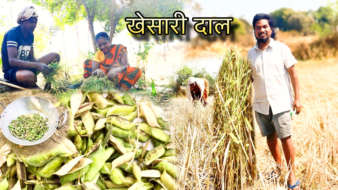 खेसारी दाल पानी और नमक से खाए अच्छा लगा //khesari dal // lakhodi// latri cooking and eating 