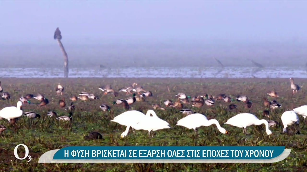 Η λίμνη Κερκίνη στο Forbes ως ένα από τα πέντε φυσικά θαύματα των Βαλκανίων | 01/12/2021 | ΕΡΤ