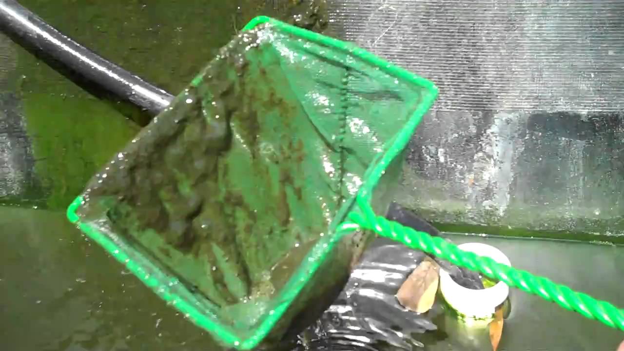 Feeding Plankton and Zooplanton to Tilapia and Crawfish. Home grown fish food