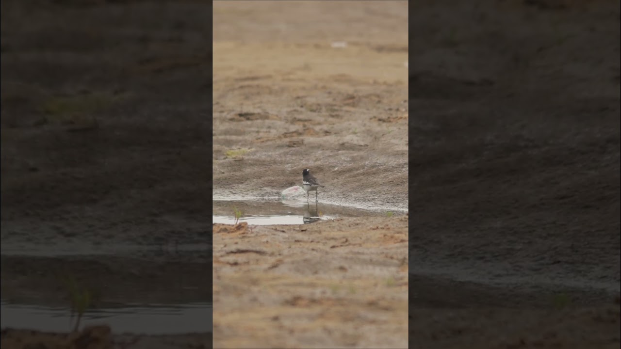 White-browed wagtail || সাদা-ভুরু খঞ্জন || 