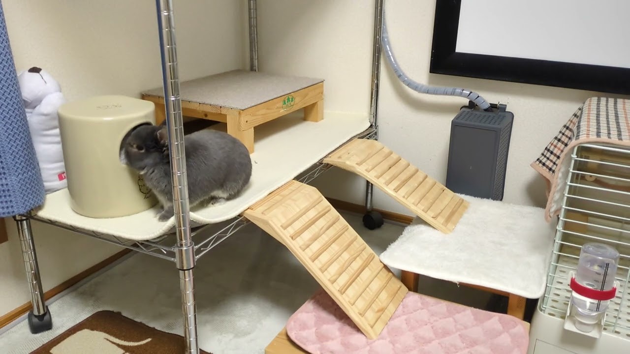 小さい生き物俱楽部リーダーとしてやる気満々なウサギ