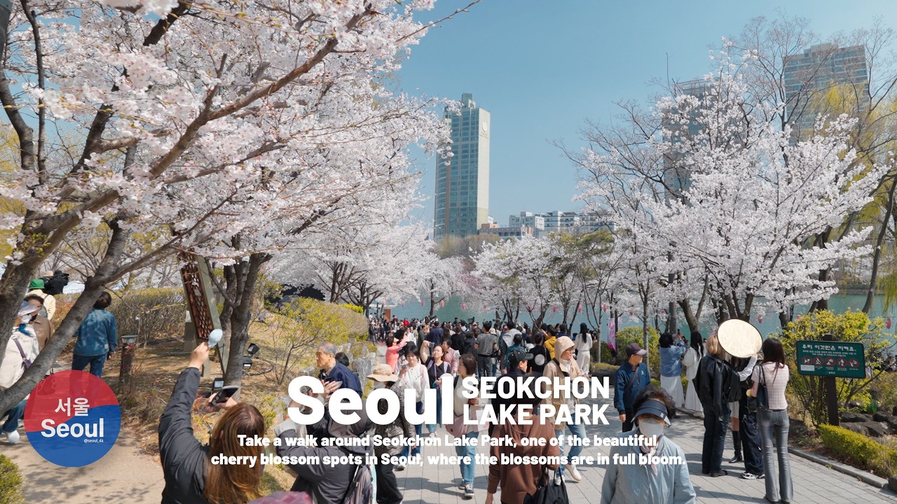 Walking Through Full Bloom Cherry Blossoms at Seokchon Lake, Seoul