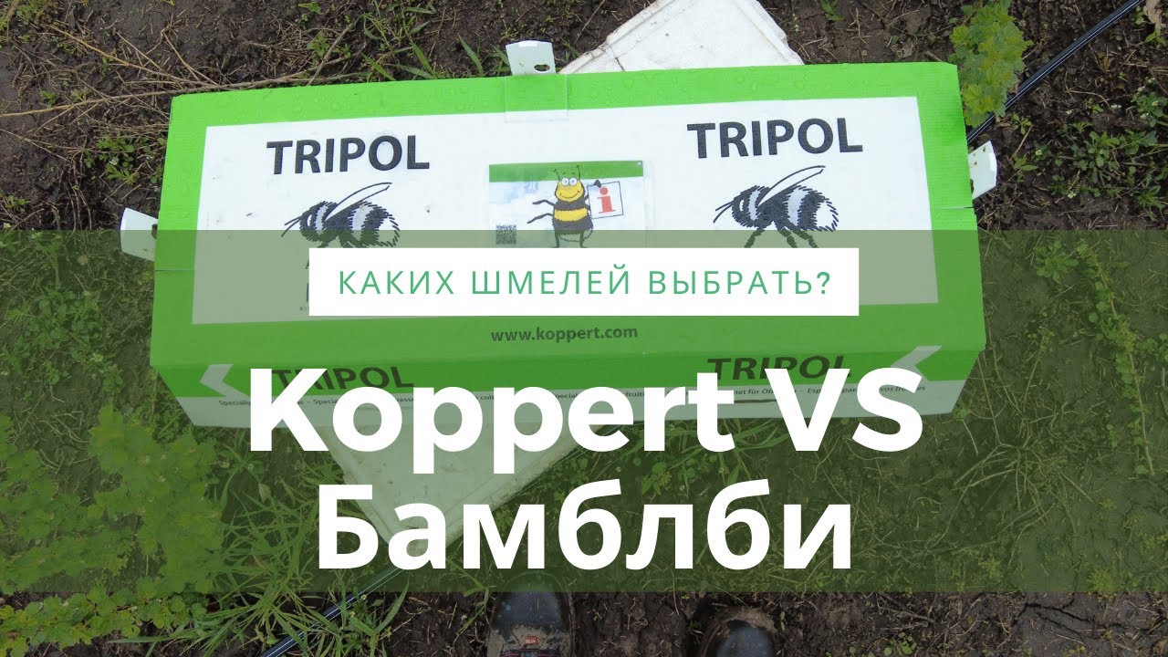 Шмели на плантации. Koppert VS БамблБи.